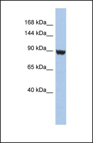Anti-KCNH6 antibody produced in rabbit