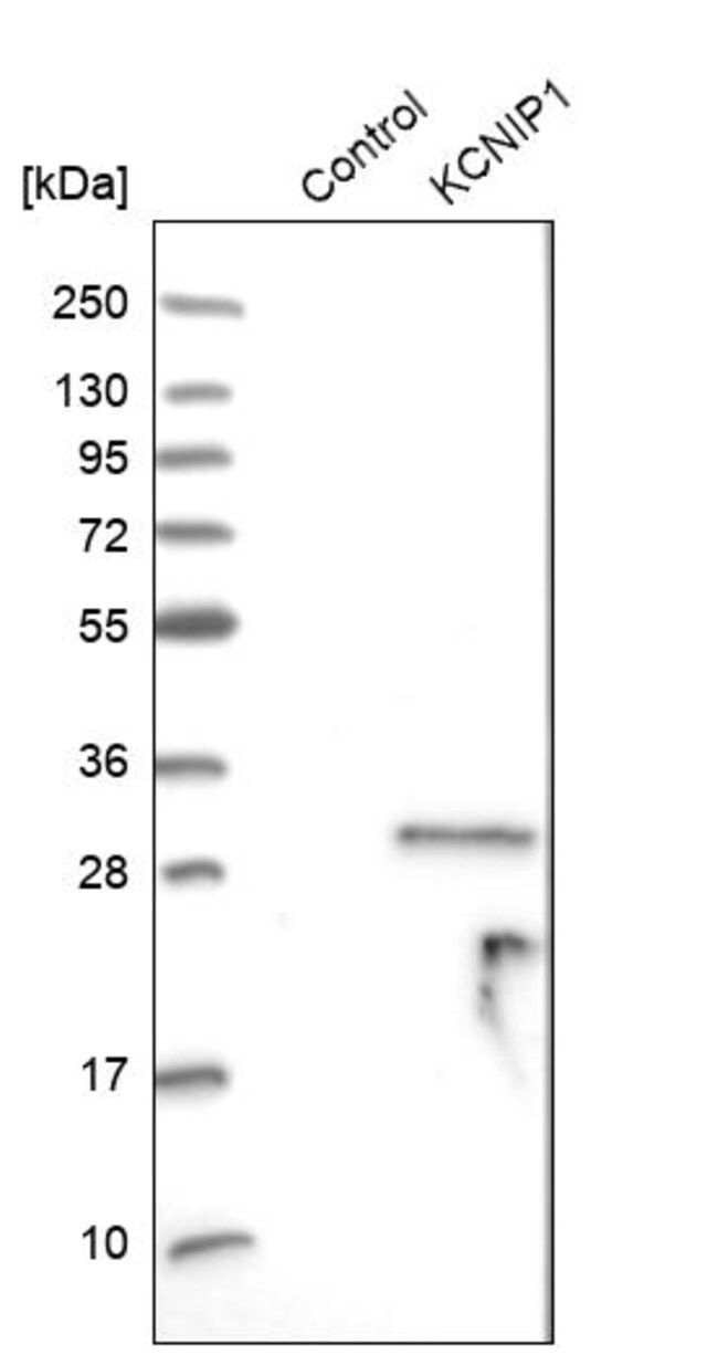 Anti-KCNIP1 antibody produced in rabbit