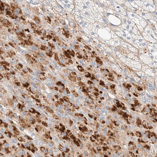 Anti-KCNH5 antibody produced in rabbit