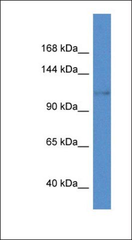 Anti-KCNH8 antibody produced in rabbit