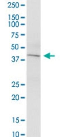 Anti-KCNN4 antibody produced in mouse