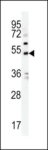 ANTI-KCNJ6 (CENTER) antibody produced in rabbit