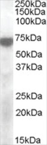 Anti-KCNQ4 antibody produced in goat