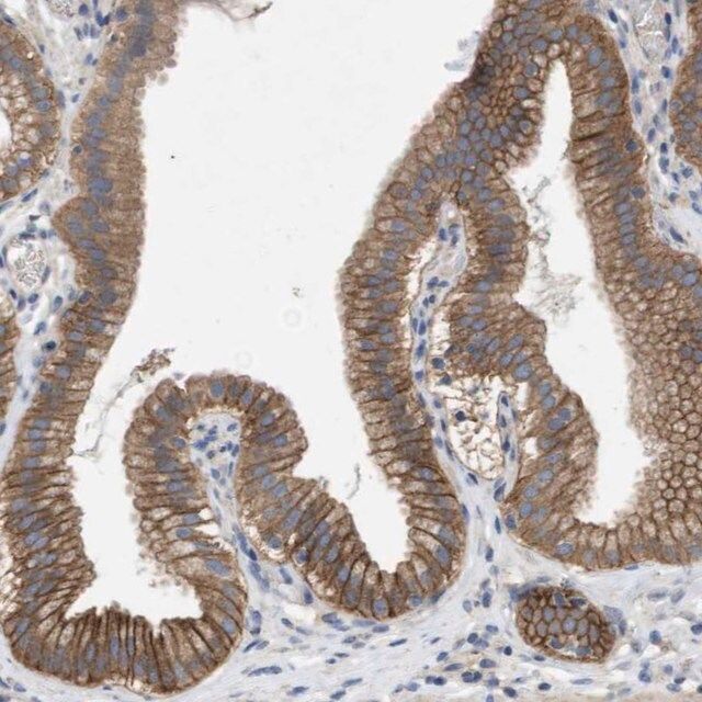 Anti-KCNS3 antibody produced in rabbit