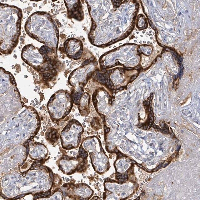 Anti-KCNS2 antibody produced in rabbit
