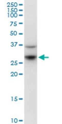 Anti-KCTD4 antibody produced in mouse