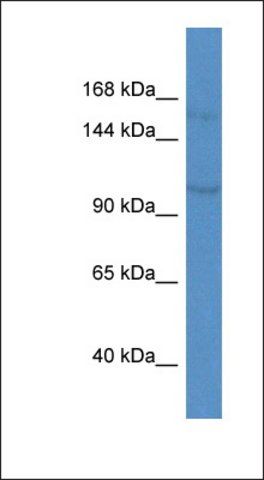Anti-KCNQ3 antibody produced in rabbit