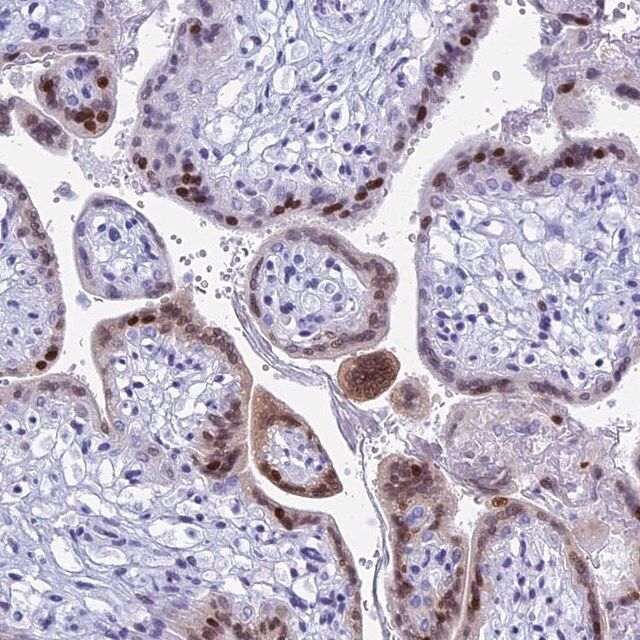 Anti-KCTD21 antibody produced in rabbit