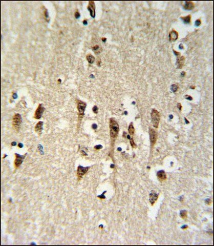 ANTI-KCTD1 (C-TERM) antibody produced in rabbit