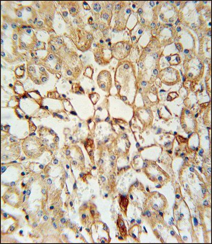 ANTI-KCNV1 (N-TERM) antibody produced in rabbit