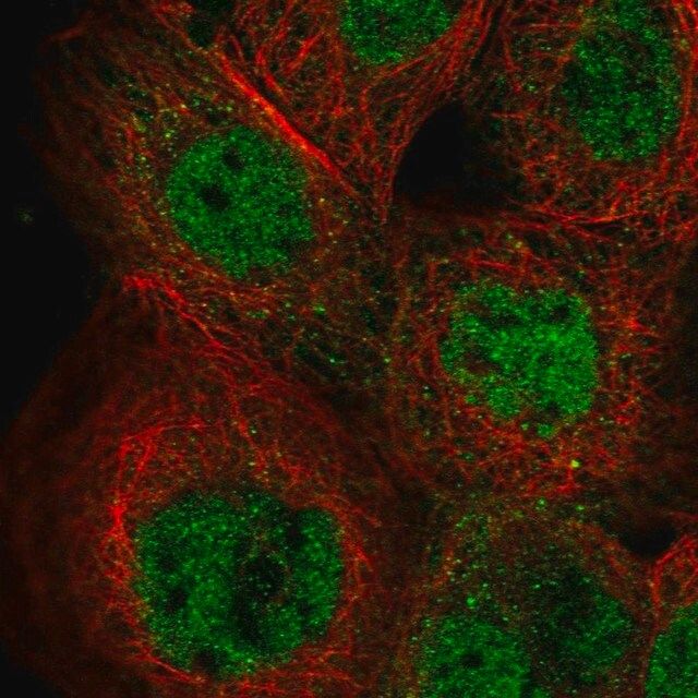 Anti-IKZF5 antibody produced in rabbit