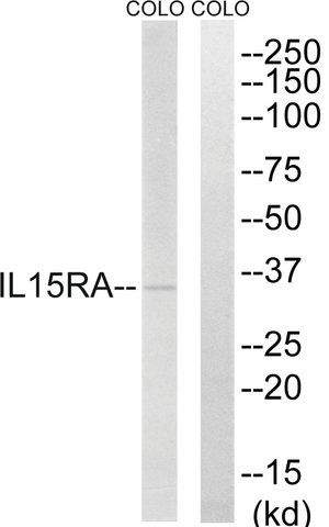 Anti-IL15RA antibody produced in rabbit