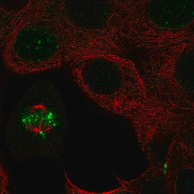 Anti-INCENP antibody produced in rabbit