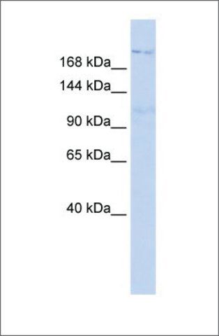 Anti-INADL antibody produced in rabbit