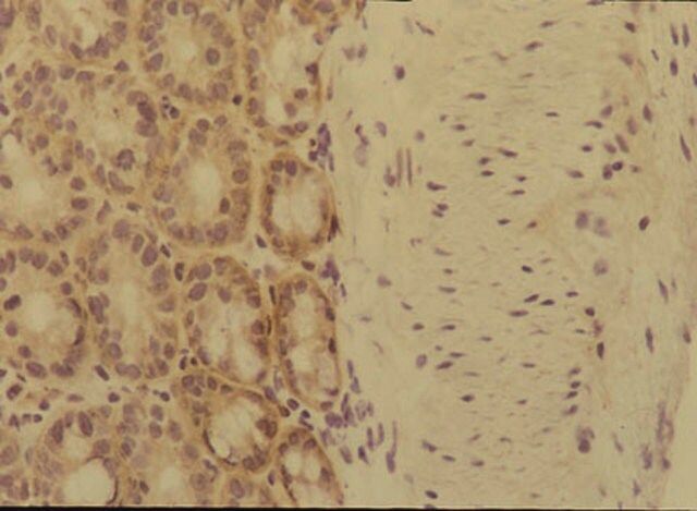 Anti-Integrin α6 Antibody, clone MA6