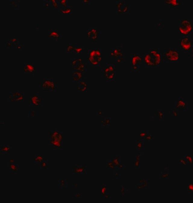 Anti-Integrin alpha 4 antibody produced in rabbit