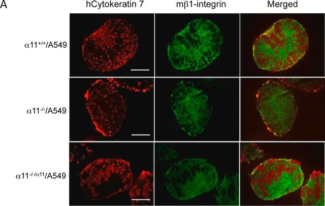 Anti-Integrin β1 Antibody, clone MB1.2