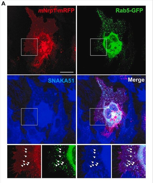 Anti-Integrin alpha5 (Preservative Free) Antibody, clone SNAKA51