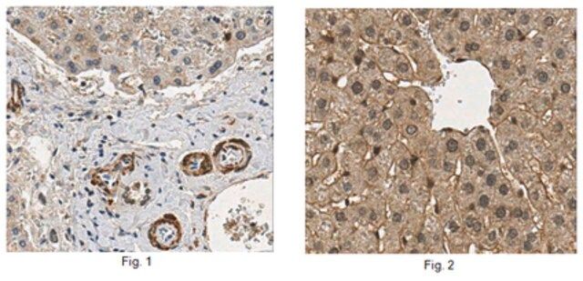 Anti-Interferon Lambda 4, clone 4G1 Antibody