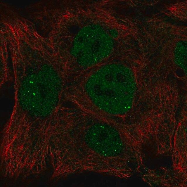 Anti-INO80 antibody produced in rabbit