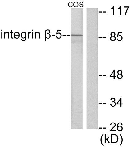 Anti-Integrin β5 antibody produced in rabbit