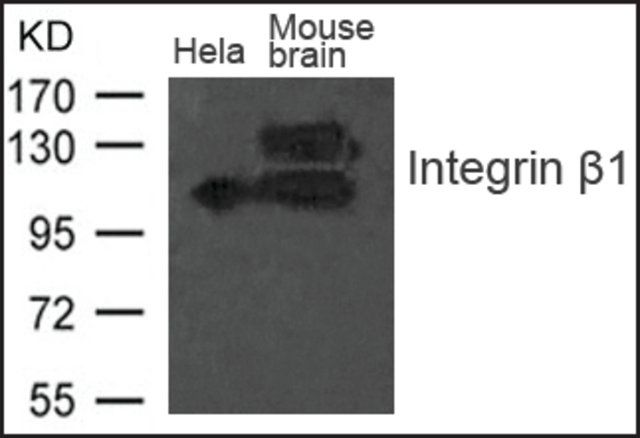 Anti-Integrin β1 antibody produced in rabbit