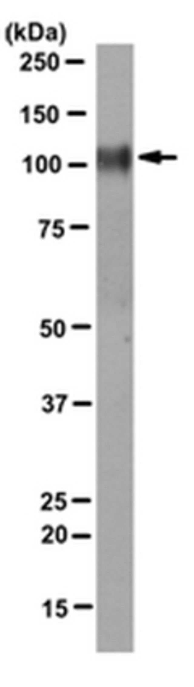 Anti-Integrin Beta1 Antibody, clone 8E3