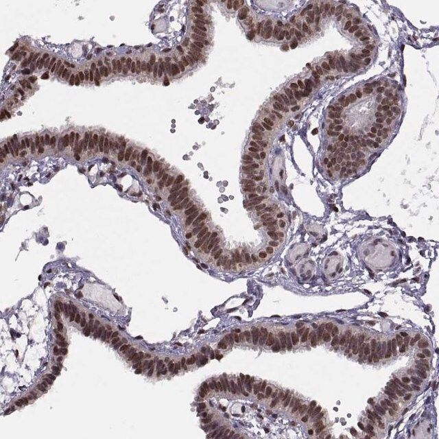 Anti-INTS3 antibody produced in rabbit