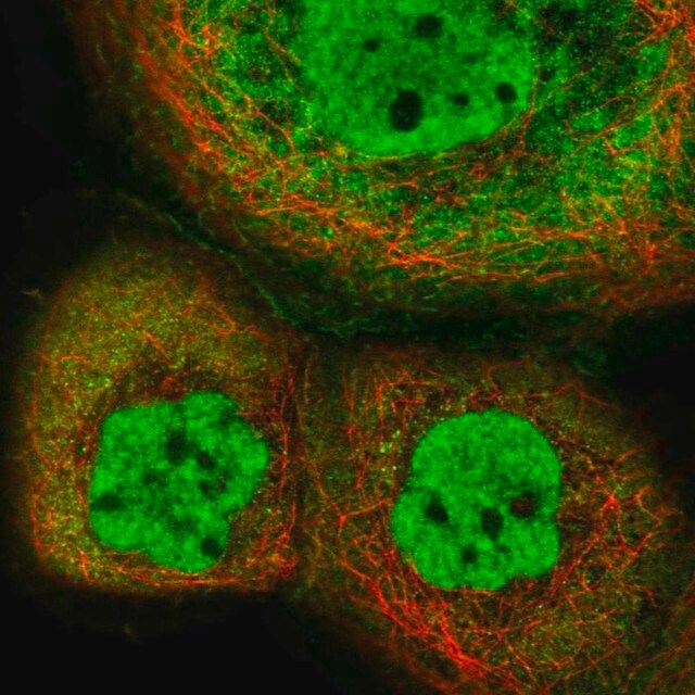 Anti-INTS12 antibody produced in rabbit
