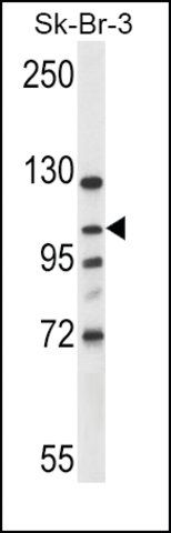 Anti-INTS4 (N-term) antibody produced in rabbit
