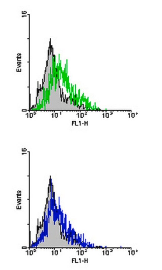 Anti-Integrin beta7 Antibody, clone TN114