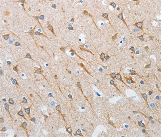 Anti-INTS1 antibody produced in rabbit