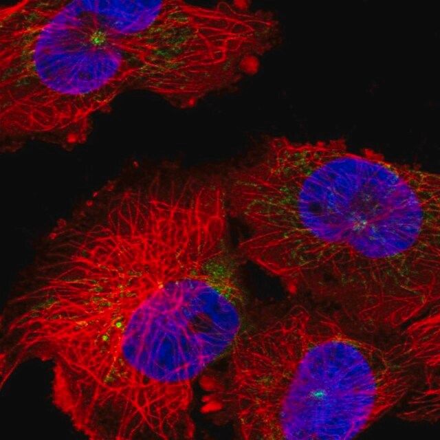 Anti-INTS6L antibody produced in rabbit