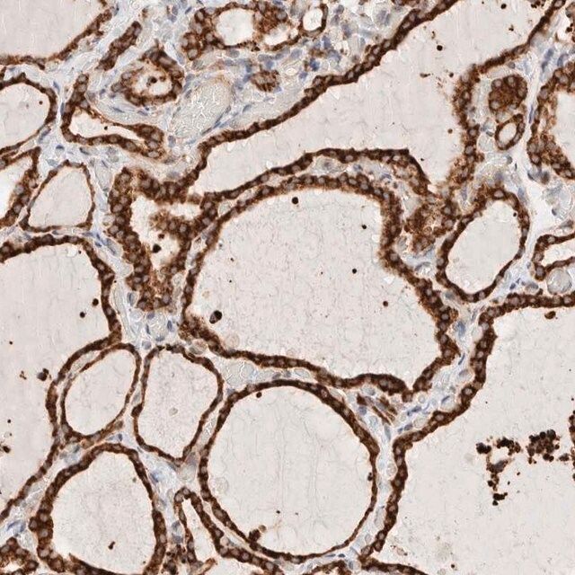 Anti-INTS1 antibody produced in rabbit