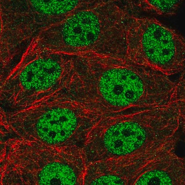 Anti-INTS1 antibody produced in rabbit