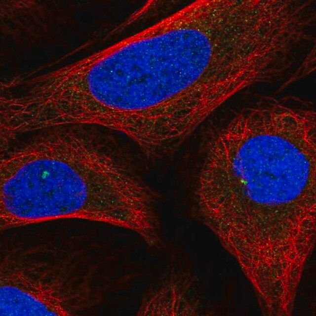 Anti-INTS6L antibody produced in rabbit
