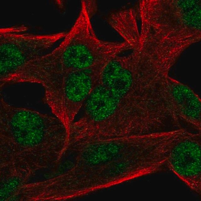 Anti-INTS9 antibody produced in rabbit