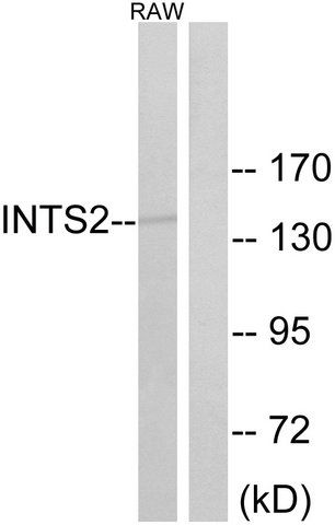 Anti-INTS2 antibody produced in rabbit