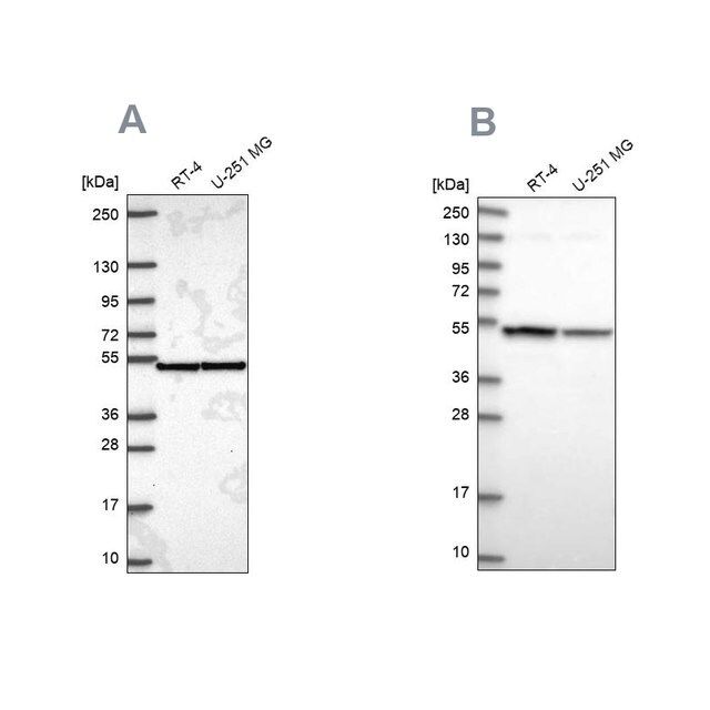 Anti-IPO4 antibody produced in rabbit