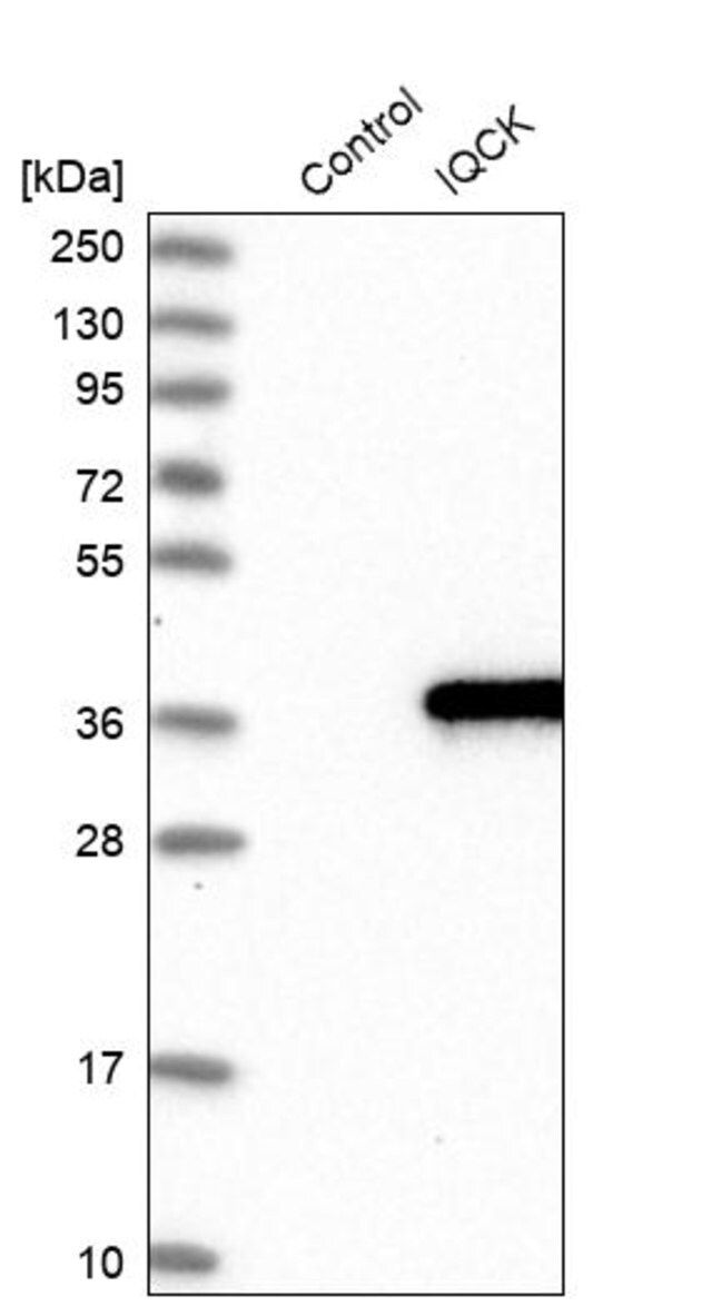 Anti-IQCK antibody produced in rabbit