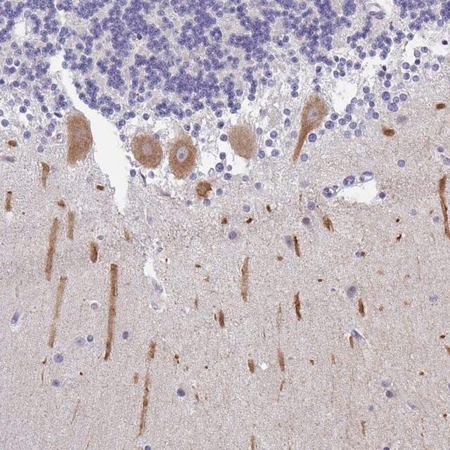 Anti-INTS5 antibody produced in rabbit