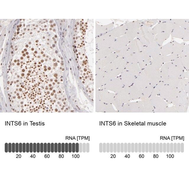 Anti-INTS6 antibody produced in rabbit