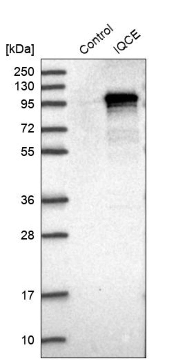 Anti-IQCE antibody produced in rabbit