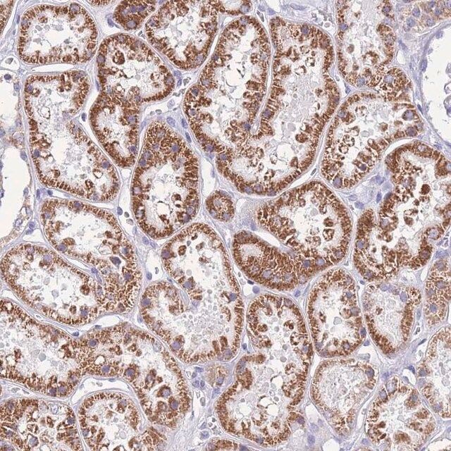 Anti-INTS2 antibody produced in rabbit