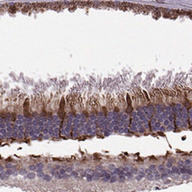 Anti-IQCB1 antibody produced in rabbit