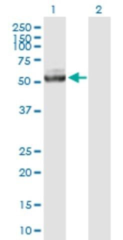 Anti-IQCB1 antibody produced in mouse