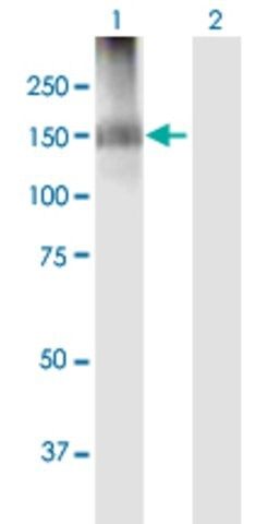 Anti-IQSEC2 antibody produced in mouse