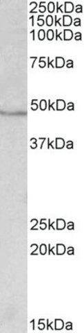 Anti-IDH1 antibody produced in goat