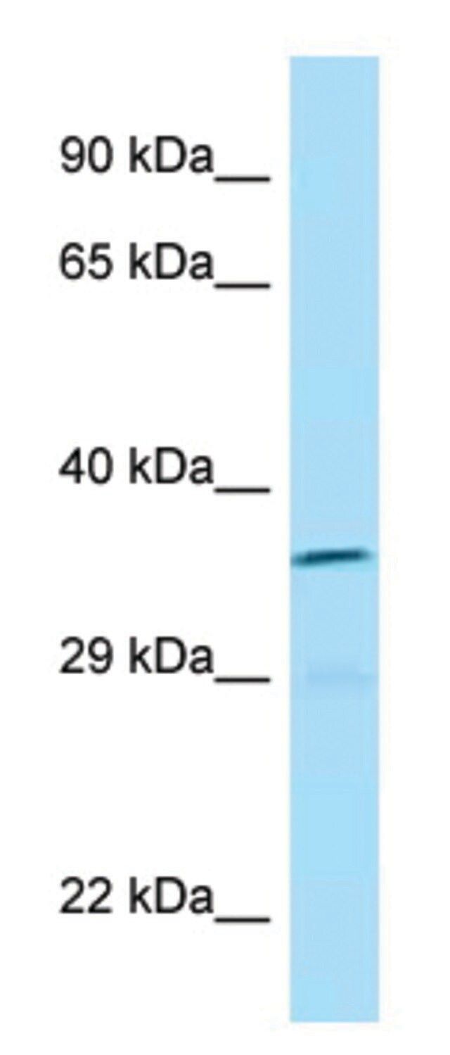 Anti-ICOSLG (C-terminal) antibody produced in rabbit