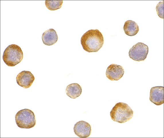 Anti-IKKγ antibody produced in rabbit